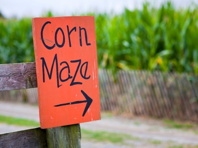 Halloween in Connecticut: Corn Mazes in New Haven *File na